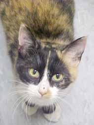 I spent Halloween in the safety of the shelter and now I m focused on finding that awesome family I deserve. My name is Gail (A330197) and I m a 1-year-old, spayed and vaccinated lovebug.