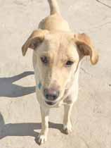 You'll be glad you did. Oh my goodness, I m in a magazine! Hi, my name is Laurin. I m a 1-year-old, 40 pound mixed breed.