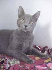 My name is Kate and I m a 1½year-old girl who was taken to Animal Control when my owner could no longer look after me. But that s not the place for a great girl like me!