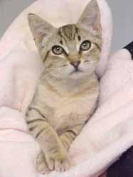 I ve never been to Russia, but they tell me I look like a Russian Blue with my grey/blue coloring! My name is Sabrina and I m a gorgeous girl who is very petite at 1-year-old.