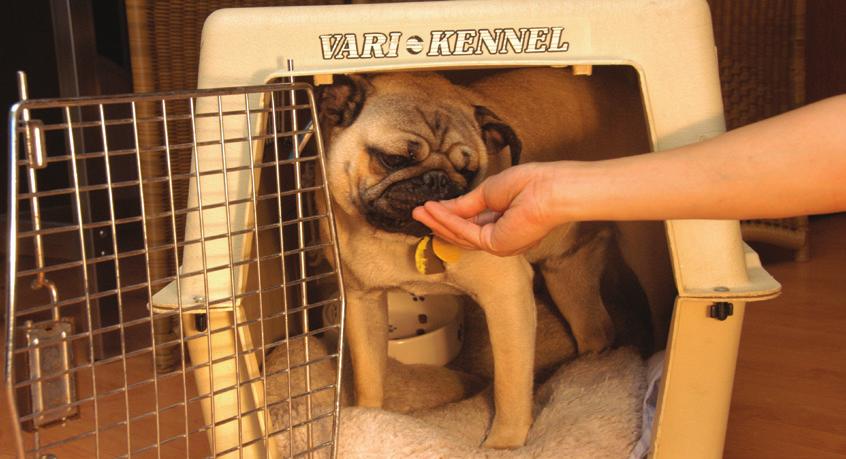 C: Your dog should readily stick his head inside the crate.