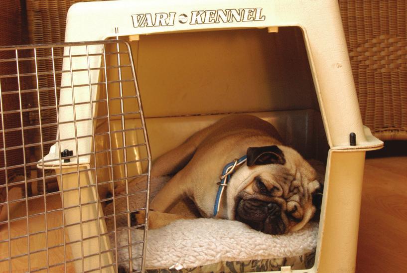 K: When your dog is waiting calmly in his crate, toss the treat inside or hand it to him.