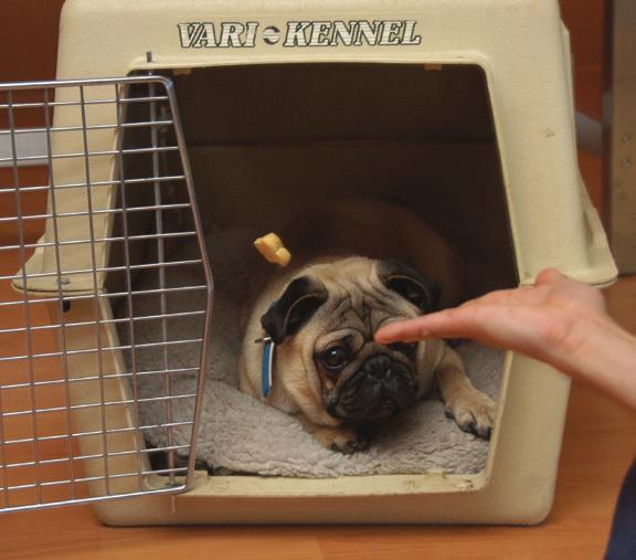 If he reaches for the treat when you re holding it outside the crate, pull the treat away quickly so that it s