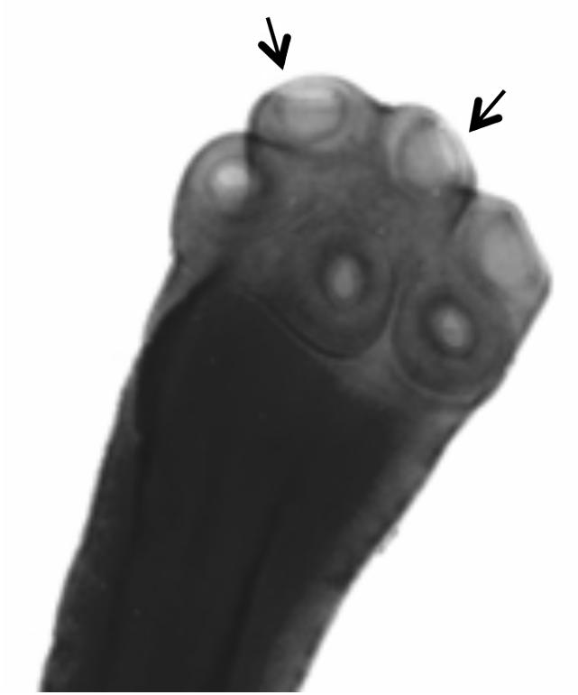 8 mm long and 0.7 mm wide. Two pairs of suckers were located closer in the group at the anterior end.