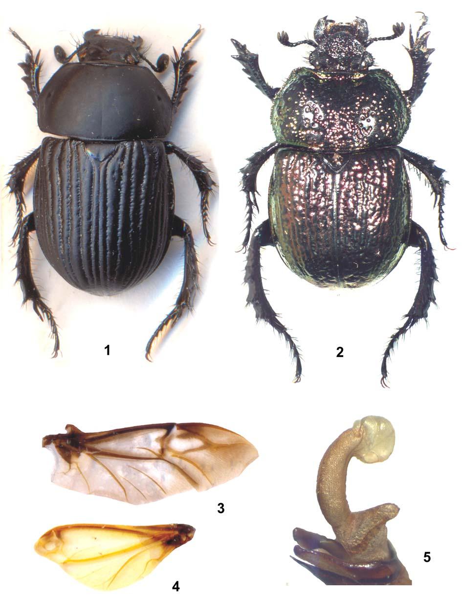 Descriptions of new species from genera Odontotrypes Fairmaire, 1887 and Phelotrupes Jekel, 1866 Color plate 1 Fig. 1-5. Details of structure. 1, 3 Phelotrupes (s.str.) kerzhneri sp. n., 2, 4, 5 Odontotrypes (s.