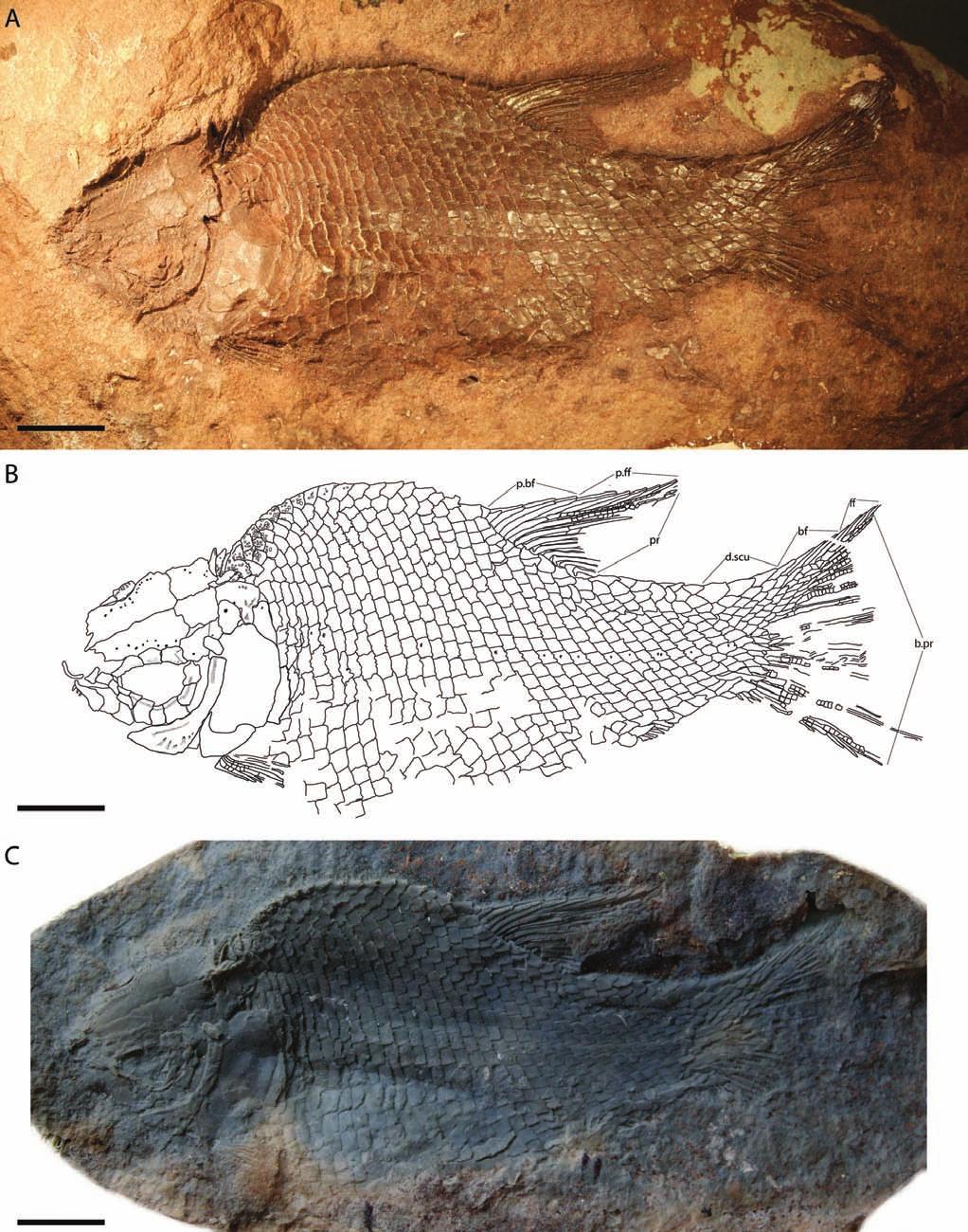GIBSON TRIASSIC SEMIONOTID FISH FROM UTAH 1041 FIGURE 2. Lophionotus sanjuanensis, gen. et sp. nov., holotype (AMNH 5680A).