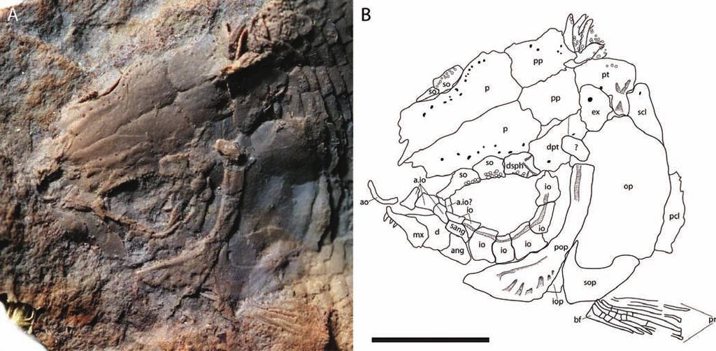 1042 JOURNAL OF VERTEBRATE PALEONTOLOGY, VOL. 33, NO. 5, 2013 FIGURE 3. Lophionotus sanjuanensis, gen. et sp. nov. A, skull of holotype AMNH 5680A in left lateral view; B, line drawing of A.