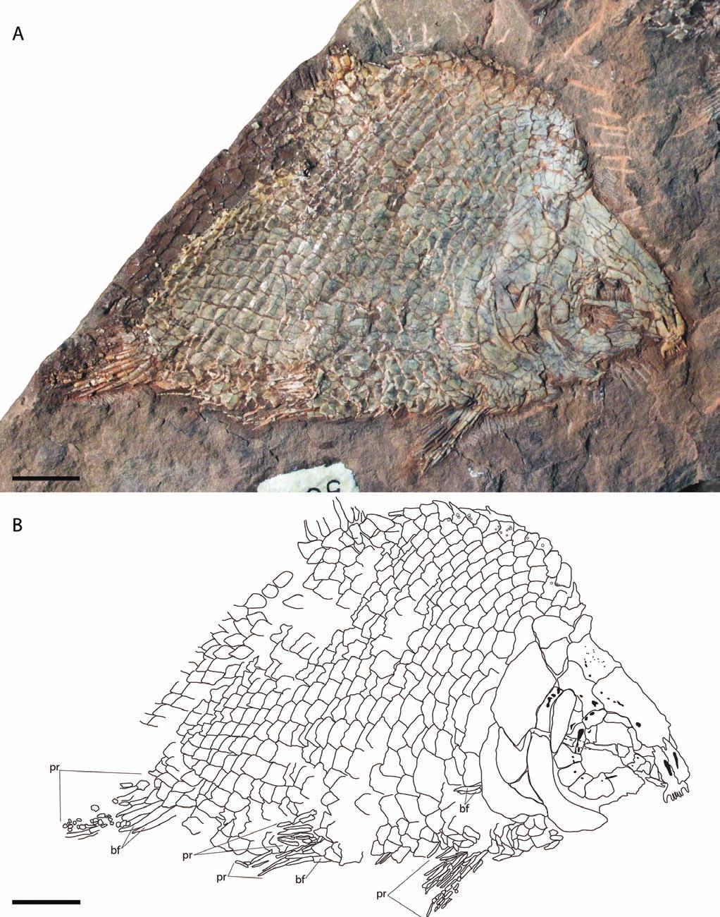 GIBSON TRIASSIC SEMIONOTID FISH FROM UTAH 1043 FIGURE 4. Lophionotus sanjuanensis, gen. et sp. nov., specimen AMNH 5679A.
