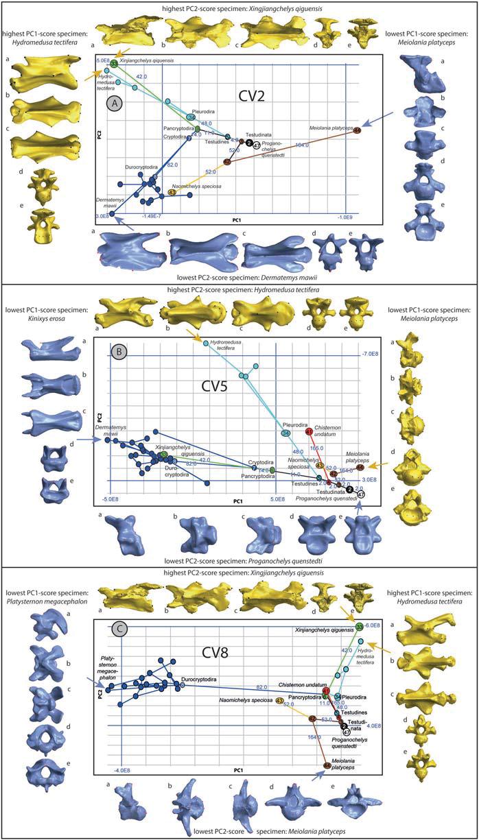 FIGURE 8. Phylomorphospace-diagram of PC1 (horizontal axes) / PC2 (vertical axes) using the shapes of cervical vertebra (CV) 2 A), CV5 B), CV8 C). Shape variance for the mean shapes of CV2: PC1 = 38.