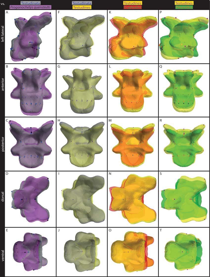FIGURE 6. Visualization of vertebral shape change through evolution. Cervical vertebra 5. All vertebrae brought to same scale. For color code see Figure 5 and table head.