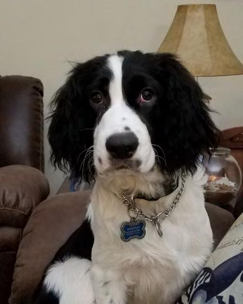 Winston Tony & Kathie Wood Melbourne, FL Fostered by Barb & Mark Davis (NC) Adopted October 25, 2018 Age 6 months Winston was initially sold through Craigslist.