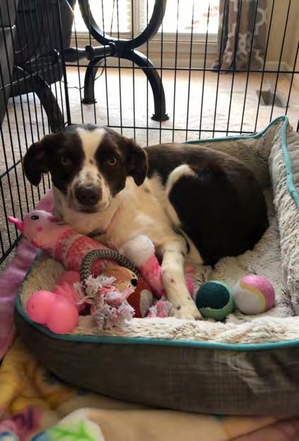 Claire Ablan Family Lawrenceville, GA Fostered by Amelia Hudson (MS) Adopted December 7, 2018 Age 2 years A couple in southern Mississippi found a stray dog, cleaned her up, and tried to find her