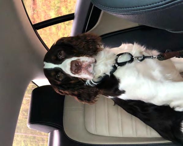 Hershey Sanders Family Greensboro, GA Fostered by Ken Lovic (GA) Adopted October 1, 2018 Age 13 months When the Sanders first dog died, the family and their other fur child were heartbroken.