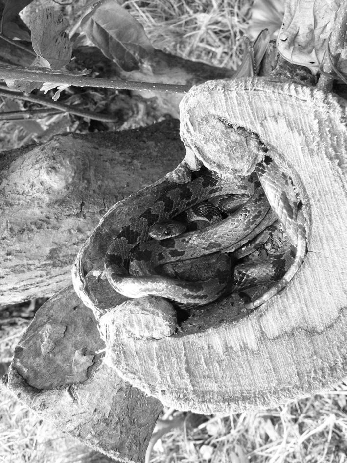 Dentition Revision of of Lycodon the lizard ruhstrati genus Teius auctorum 141 Fig. 2. Lycodon ruhstrati ruhstrati from Taiwan in life. Photograph by Gerrut Norval.