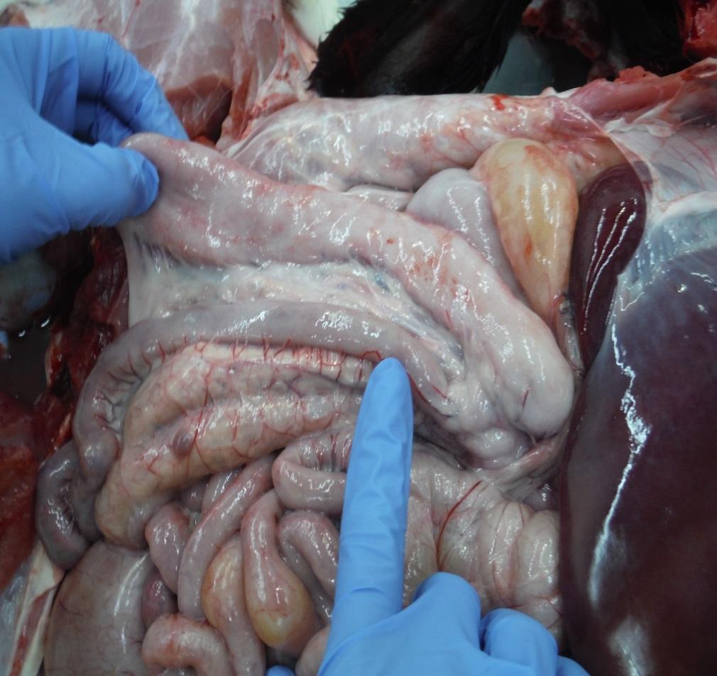Find the ileum (end of small intestine) First find the blind ended sac (cecum)
