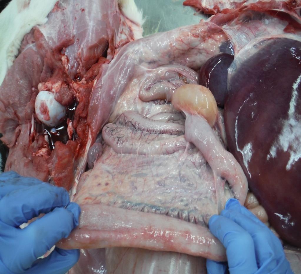 & put in formalin Pull the cecum