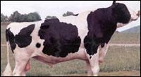 The first private bull stud of Turkey has been established by Ege Vet in 1997 in Ulucak- Kemalpasa region of Izmir.