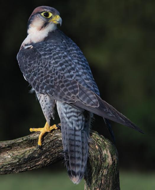 AVES FALCONIFORMES Falconidae Proposal 17.17 by Canada Falco perigrinus Peregrin falcon Transfer from Appendix I to Appendix II This small species of falcon has an extremely large range.