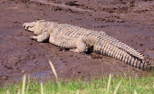 Proposal 17.23 by Madagascar Crocodylus niloticus Nile crocodile Maintain the Malagasy population of Crocodylus niloticus in Appendix II subject to the following annotation: 1.