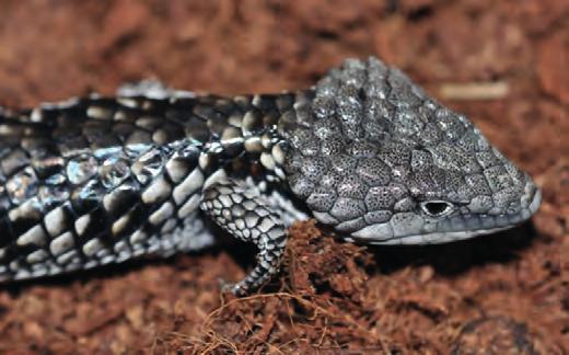 species The genus Abronia comprises attractive, often colourful, up to 25 35 cm long lizards, with stout bodies, long prehensile tails and (in contrast to European abronias) pronounced extremities.