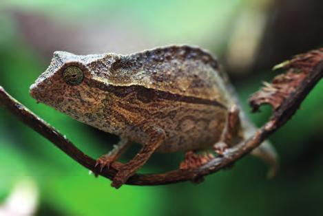 27 by the Central African Republic Chad, Gabon, Nigeria and the USA Rhampholeon spp. & Rieppeleon spp. Pygmy chameleons Inclusion in Appendix II For our comment see Proposal 17.12 Proposal 17.