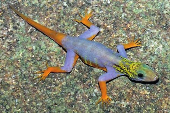 Geckonidae Proposal 17.29 by the EU and Viet Nam Cnemaspis psychedelica Psychedelic rock gecko Inclusion in Appendix I This mainly diurnal gecko species was first described in 2010.
