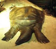 frenatum, Trionyx triungis, Rafetus euphraticus Nubian flapshell turtle, Senegal flapshell turtle, Aubrys flapshell turtle, Zambesi