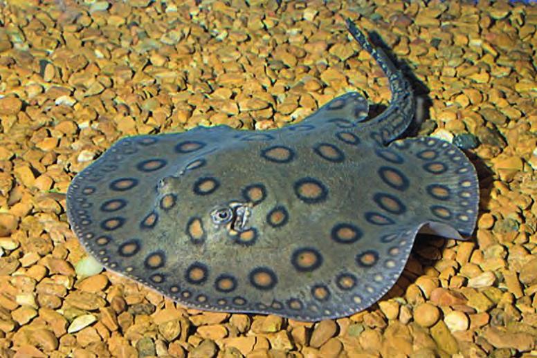 Inclusion of Mobula spp. in Appendix II Mobula rays belong to eagle rays or devil rays and are unscrupulously exploited without any appropriate monitoring.