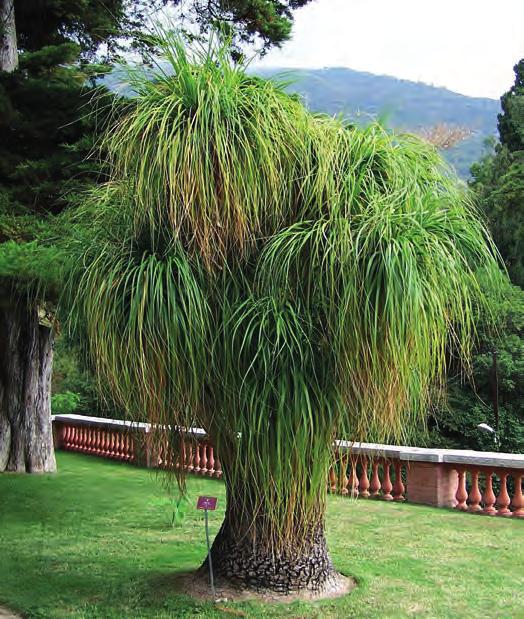 Begin of FLORA ASPARAGACEAE Proposal 17.50 by Mexico Beaucarnea spp. Ponytail palm Inclusion of all Beaucarnea in Appendix II This proposal primarily concerns the species B. recurvata.