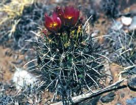 CACTACEAE Proposal 17.52 by the USA Sclerocactus spinosior ssp., S.cloverae und S.