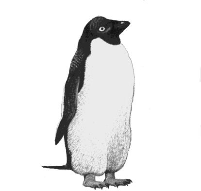 BRUSH-TAILED PENGUINS: Adelie, Chinstrap, Gentoo Adelie Penguins These medium sized penguins fit the stereotype image for the order.