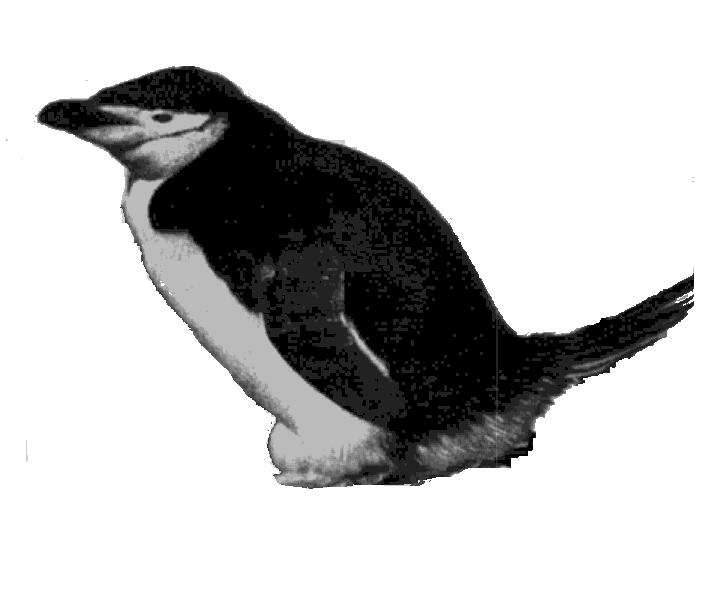 Chinstrap Penguins These penguins stand twenty-seven inches tall and can weigh about ten pounds. The Chinstrap Penguins are the most aggressive of the three brushed-tailed species.