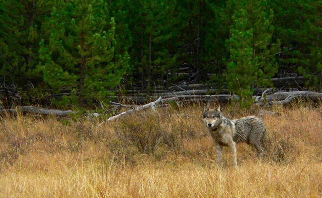 Rocky Mountain Wolf Recovery 2010 Interagency Annual Report A cooperative effort by the U.S.