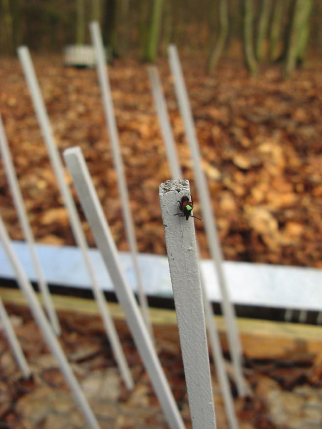 Interdisciplinary Perspectives on Infectious Diseases 5 Figure 2: Dorsally marked adult female Ixodes ricinus questing on a wooden rod placed in a field plot for observation of I.