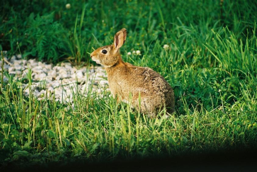 (Lepus europaeus) Snowshoe hare