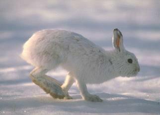 Cottontail Rabbit Can heavily