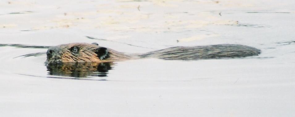 Beaver Castor canadensis Aquatic
