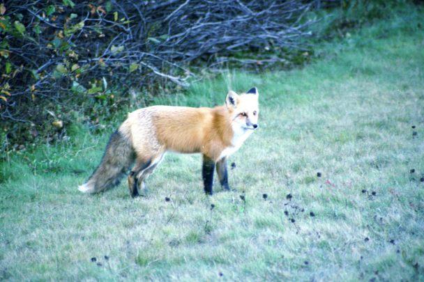 to find food Only pure Grey fox population