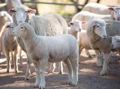 Sub-optimal copper levels can increase infertility, abortion and susceptibility to microbial infections, a leading cause of death in sheep.