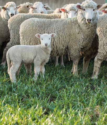 OPTIMISES PREGNANCY AND CONCEPTION RATES A large-scale Australian trial has confirmed Multimin significantly improves conception rates (i.e. no of foetuses per 100 ewes) by increasing pregnancy rates, the incidence of multiple births and embryo retention.