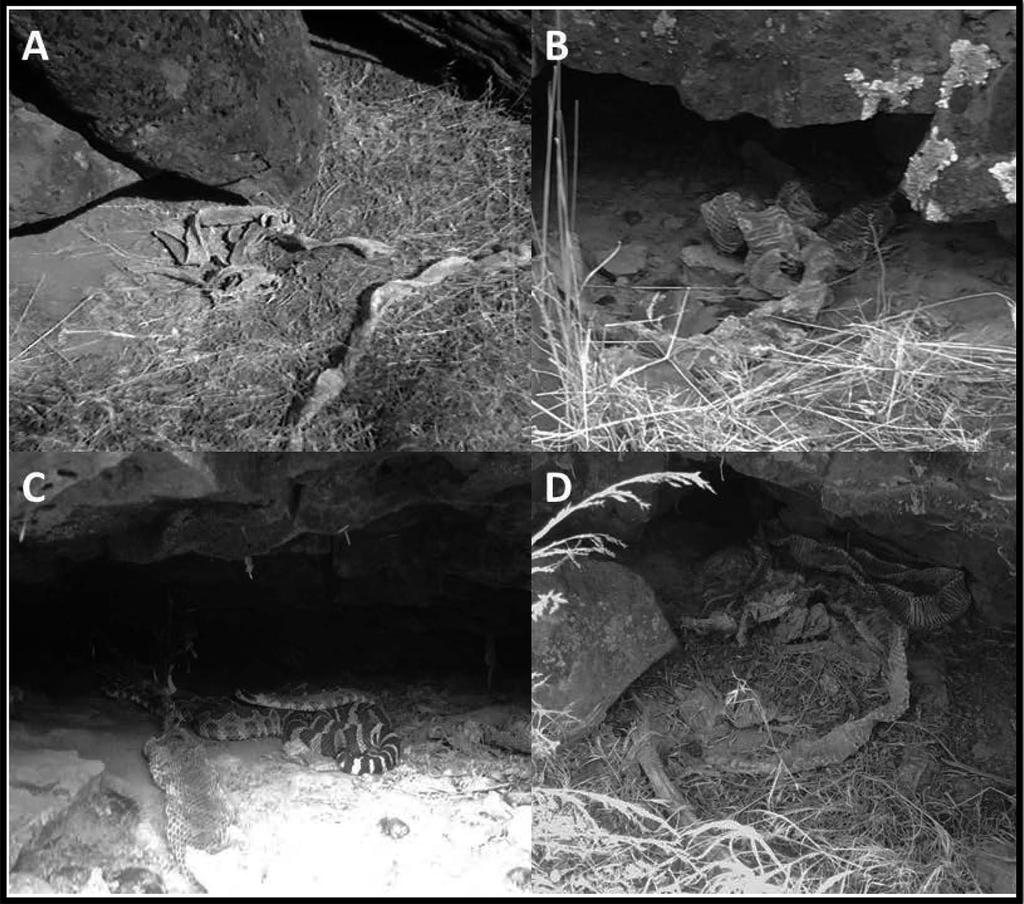 158 NORTHWESTERN NATURALIST 96(2) FIGURE 1. Top left (A): a communal shedding area of Crotalus oreganus oreganus with 4 adult snake skins in 2012 (Shed Rock 1).