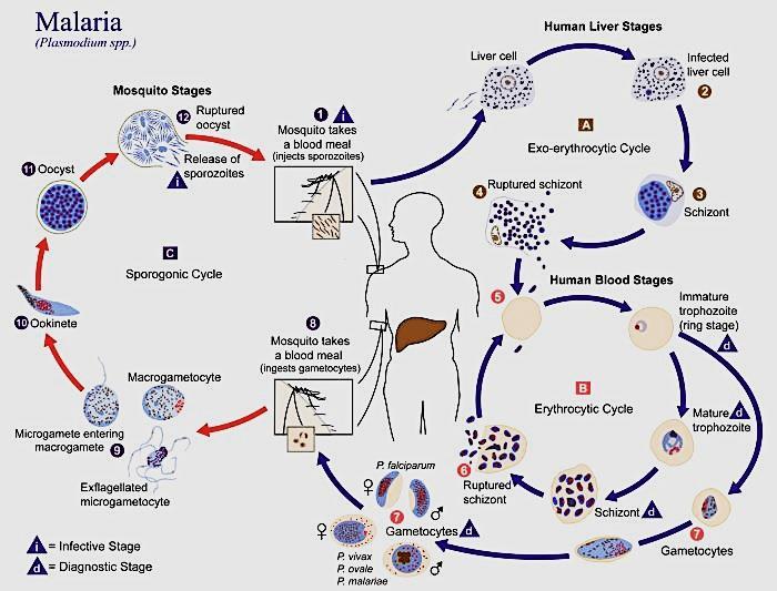 Fig.3. Life cycle of Plasmodium The malaria parasite life cycle involves two hosts: Anopheles mosquito and Human where the parasite complete its sexual and asexual phase of lifecycle respectively.