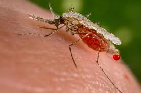 Source: ILLL in-house The Human Phase Blood meal acts as a protein source for egg production in female mosquitoes. In the female mosquitoes, there is a continuous cycle of blood meal and oviposition.