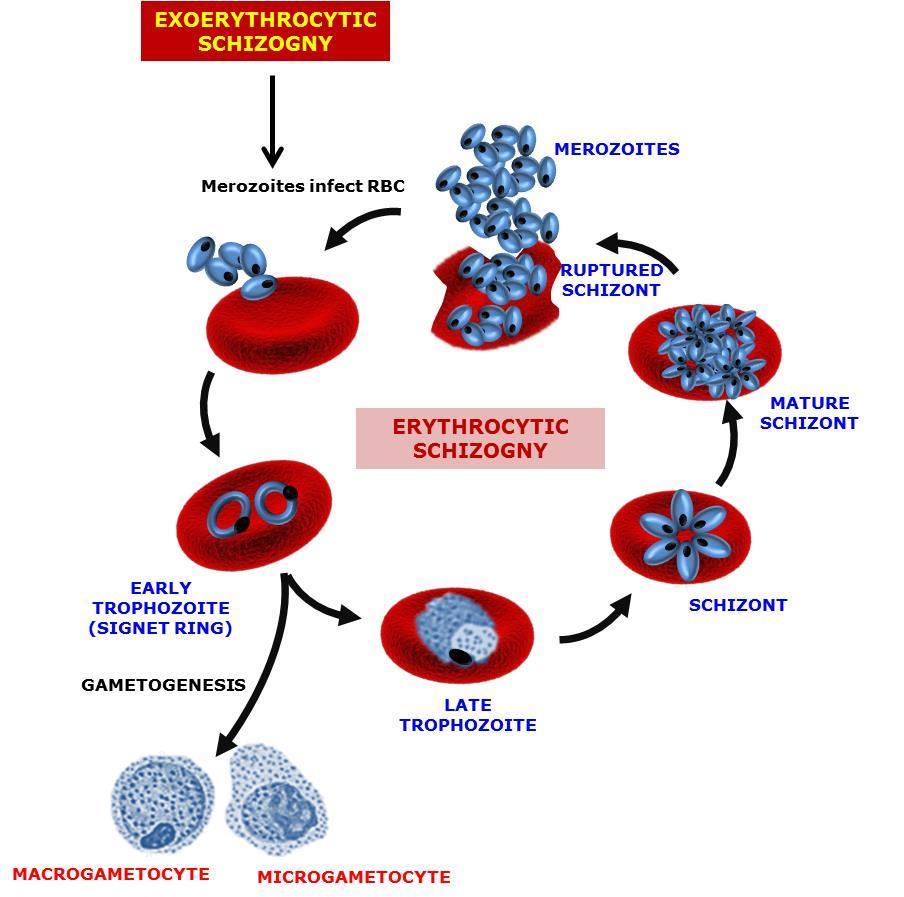 Fig.11. Cycles of asexual parasite replication inside red blood cells.