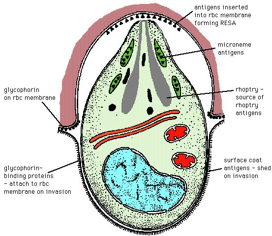 Fig.12. Structure of a merozoite (showing various antigens) Source: http://www.microbiologybytes.com/introduction/malaria/malaria.