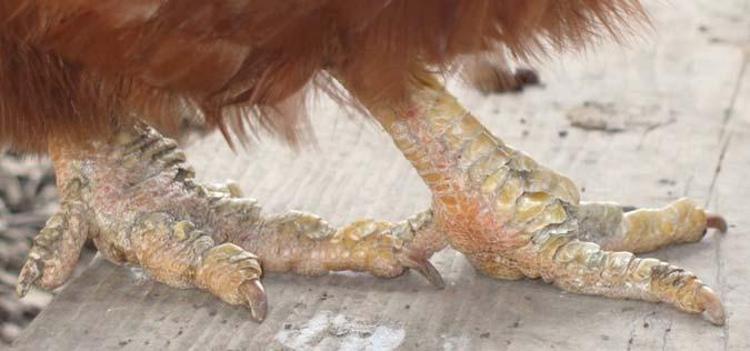 Scaly Leg Mites For cases of scaly leg mites, I recommend dipping the legs in