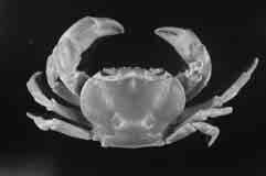 ahir & Ng.: Ten new freshwater crabs from Sri Lanka C C Fig. 20.