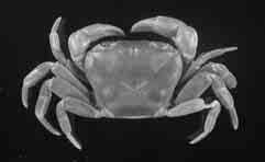 ahir & Ng.: Ten new freshwater crabs from Sri Lanka C Fig. 36. Perbrinckia rosae, holotype male, 27.