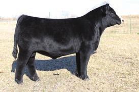 58 110.2 73.4 Consignor: Steinbronn Farms Look at the weaning and yearling weight of this bull!