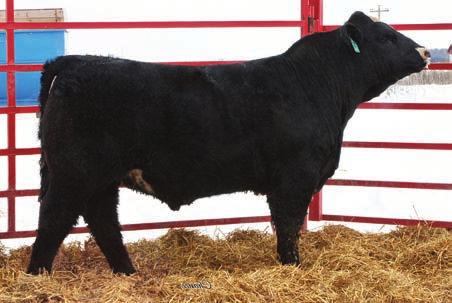 61 97.1 55.9 8.3 Consignor: Mueller Farms & Barberg JSMF/FVF Force Awakens is a big bodied, bold sprung, sound structured bull that ties into that extra length and skeletal extension.